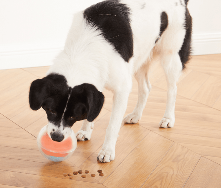 Jeu d’occupation pour chien – Dog Rumble Puzzle niveau 1 - NINA OTTOSSON - DOG DéliCAT