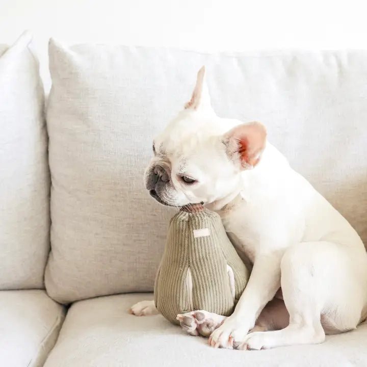 🎃 Jouet de fouille BUTTERNUT – Courge interactive pour chiens joueurs - LAMBWOLF - DOG DéliCAT