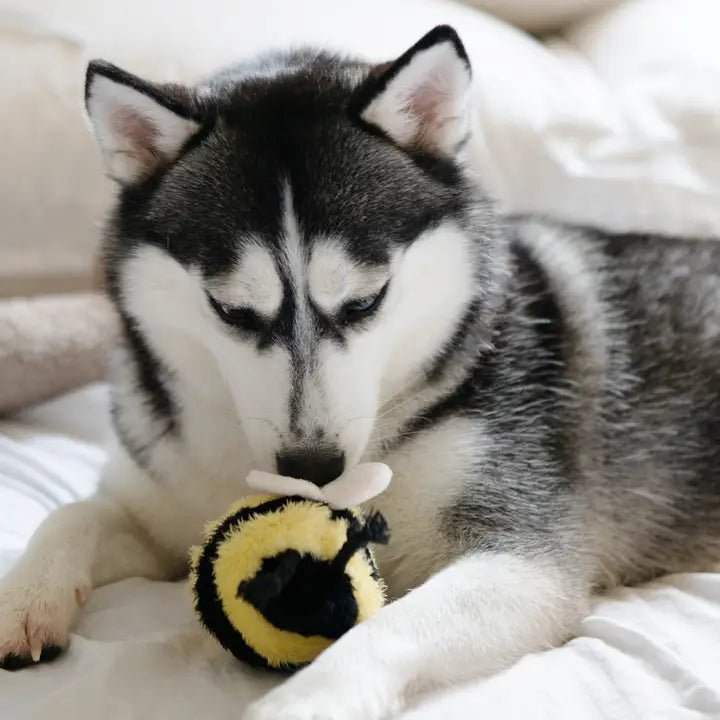 Jouet de Fouille Pop Abeille 🐝 - LAMBWOLF - DOG DéliCAT