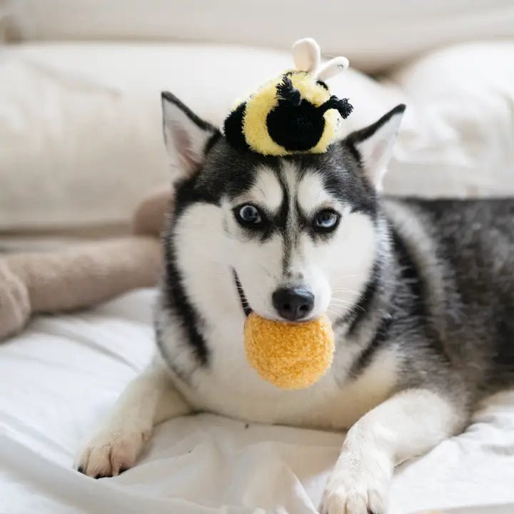 Jouet de Fouille Pop Abeille 🐝 - LAMBWOLF - DOG DéliCAT