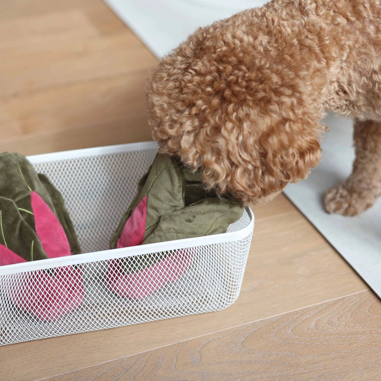 Jeu d’occupation chien cache friandises feuilles vertes