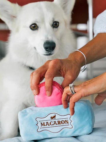 Jouet de Fouille pour Chien - Pup Cup Café - Coffret de Macarons - PET PLAY - DOG DéliCAT