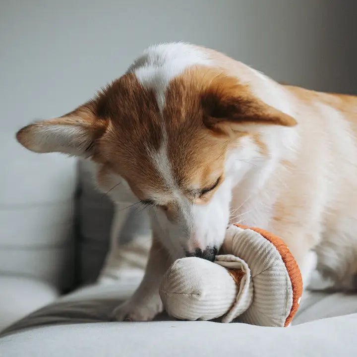 🍄 Jouet de fouille pour chien SHROOM – Champignon - LAMBWOLF - DOG DéliCAT