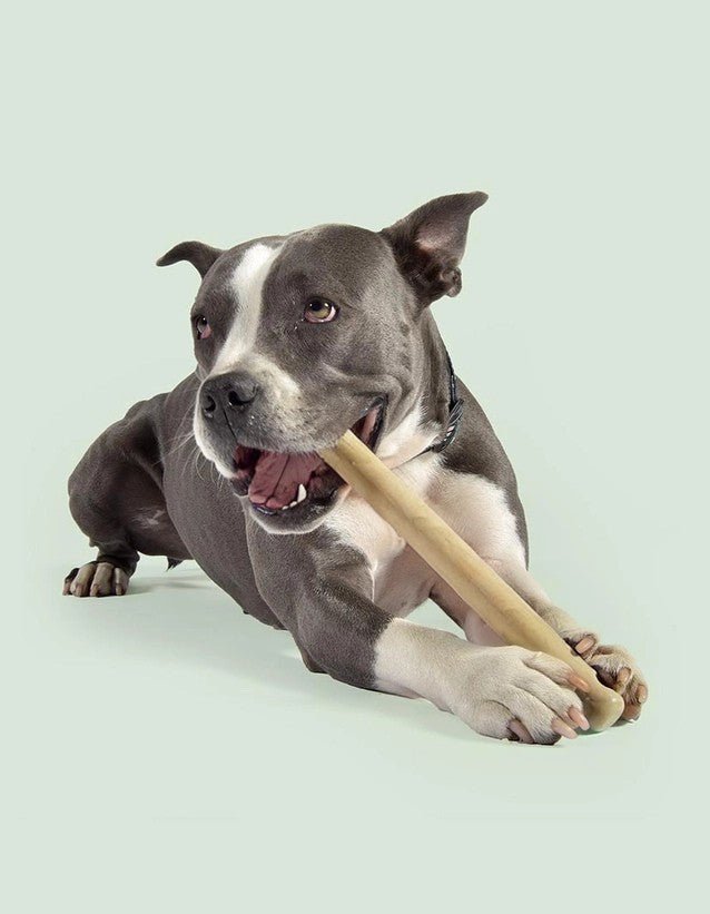 Jouet de rapport aromatisé pour chien Mr. Branch - UNITED PETS - DOG DéliCAT