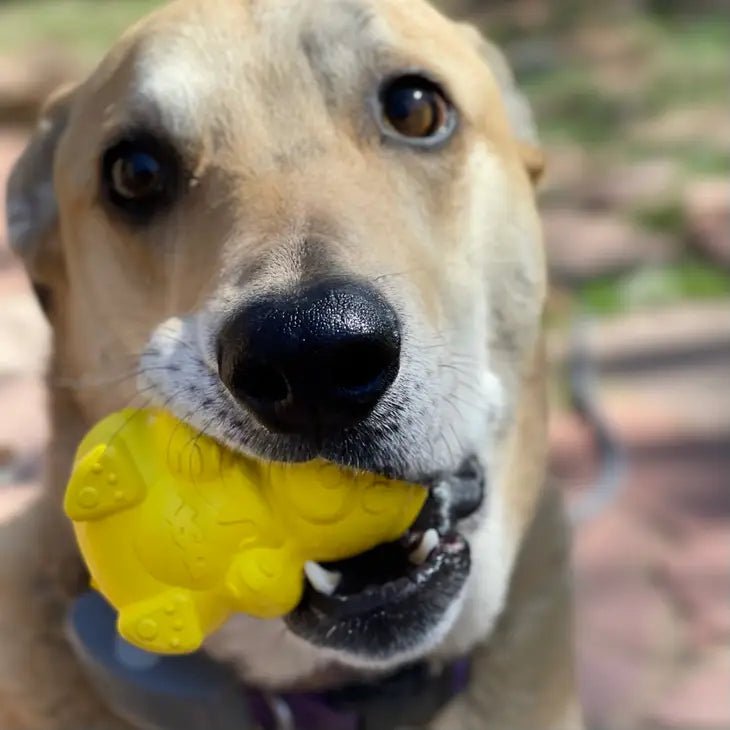 Jouet distributeur de friandises ultra - résistant – Ourson jaune SodaPup - SODA PUP - DOG DéliCAT