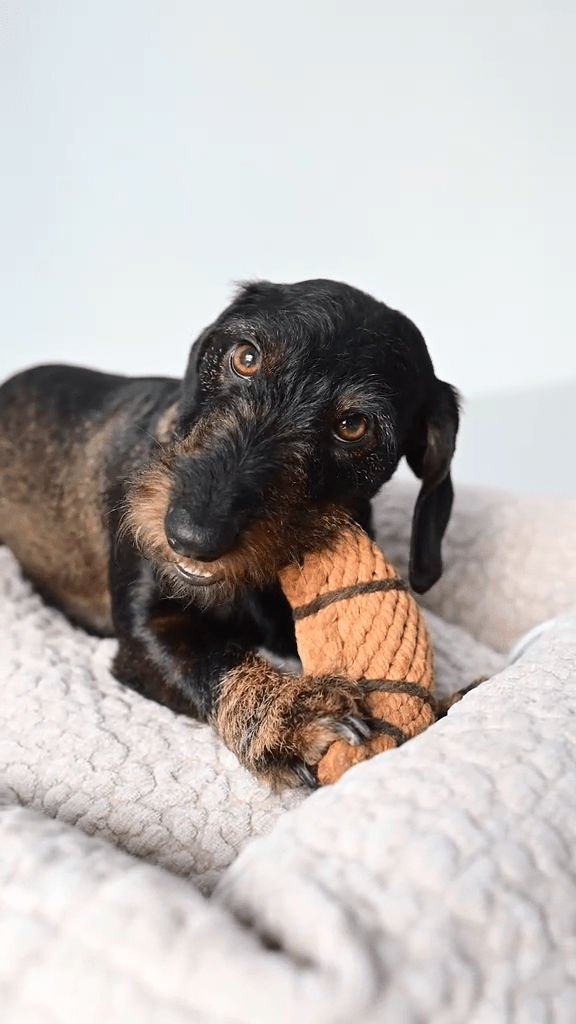 Jouet en corde de coton pour chien CHRISSY CROISSANT – Laboni – DOG DéliCAT
