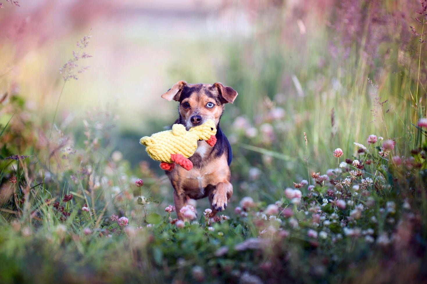 Jouet en corde pour chien Canard - Emma Duck - LABONI - DOG DéliCAT