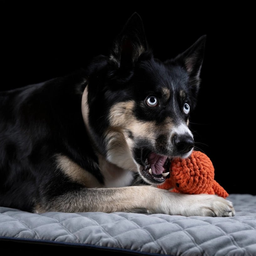 Jouet en corde pour chien Carlo Tentacule – LABONI – DOG DéliCAT  