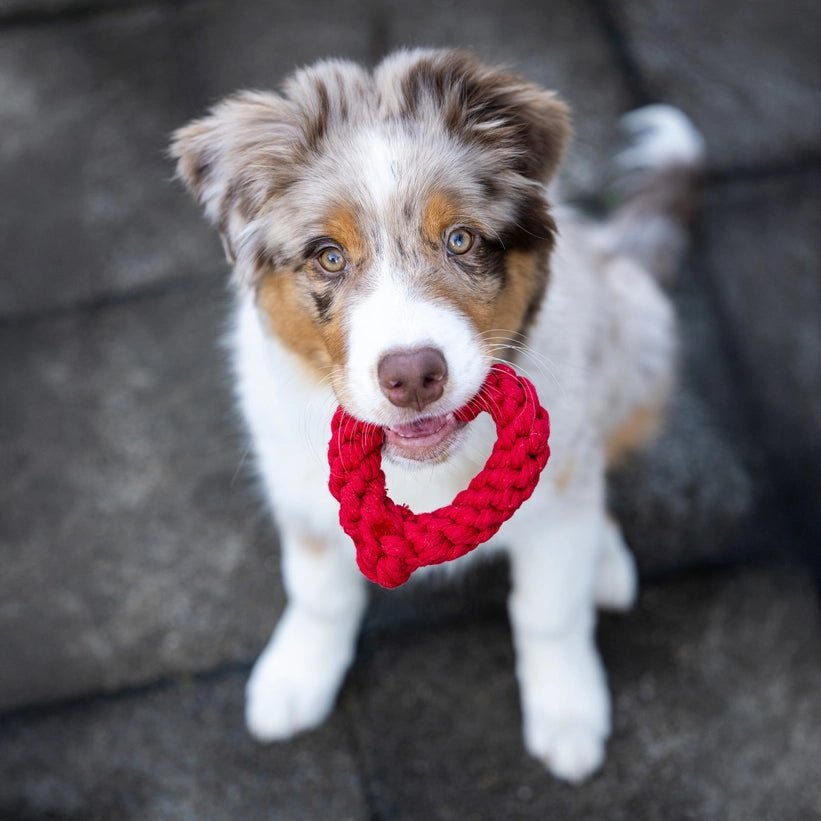 ❤️ Jouet en corde pour chien Cœur Rouge – Taille Mini - LABONI - DOG DéliCAT