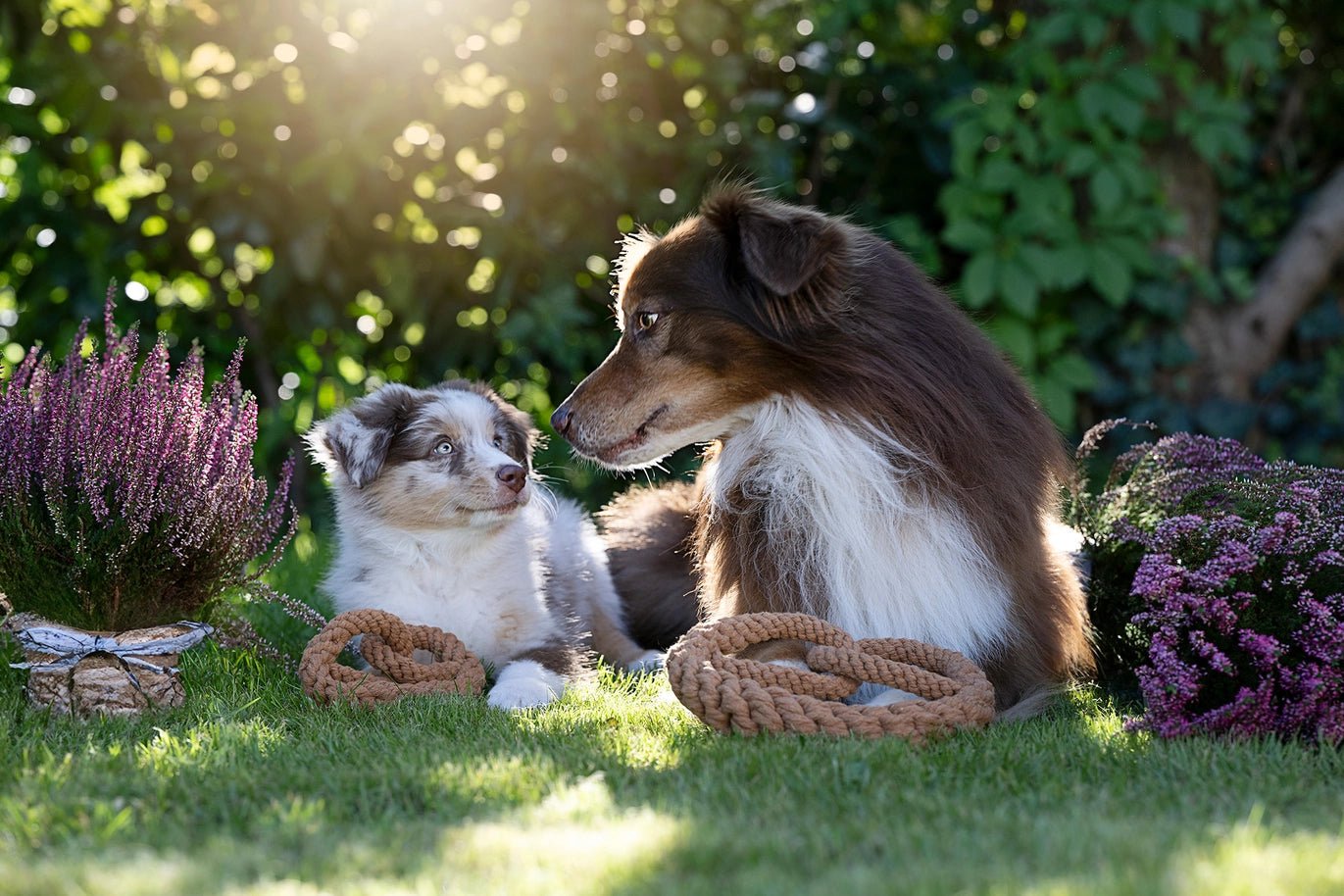 Jouet en corde pour chien en forme de bretzel - LABONI - DOG DéliCAT