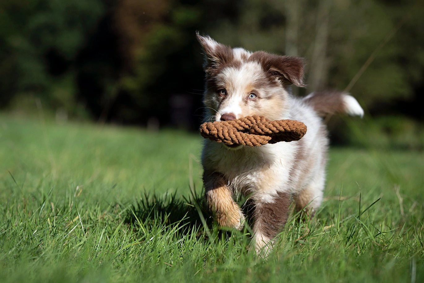 Jouet en corde pour chien en forme de bretzel - LABONI - DOG DéliCAT