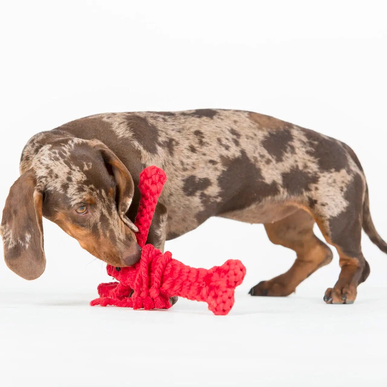 Jouet en corde pour chien - Hugo le Homard - LABONI - DOG DéliCAT