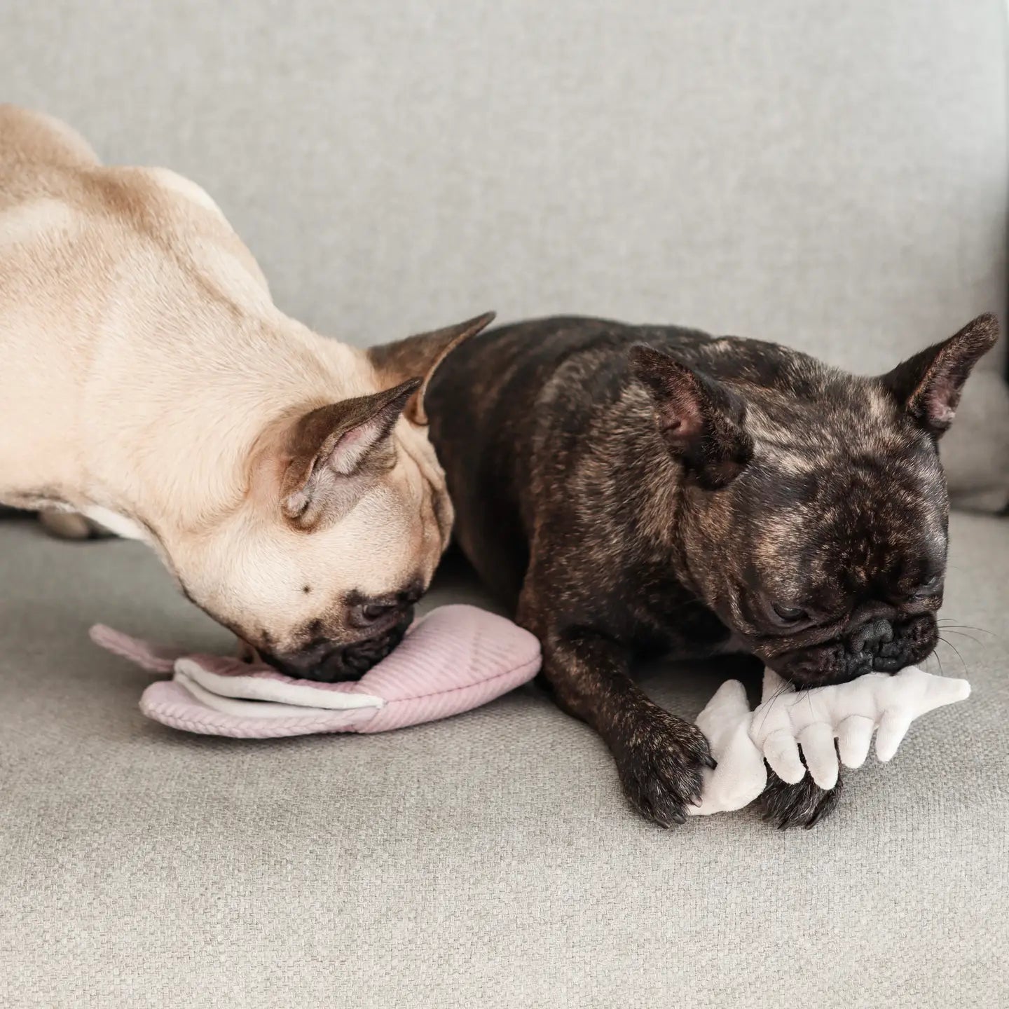 Jouet en peluche de fouille pour chien – Poisson Angel Fish 🐟 - LAMBWOLF - DOG DéliCAT