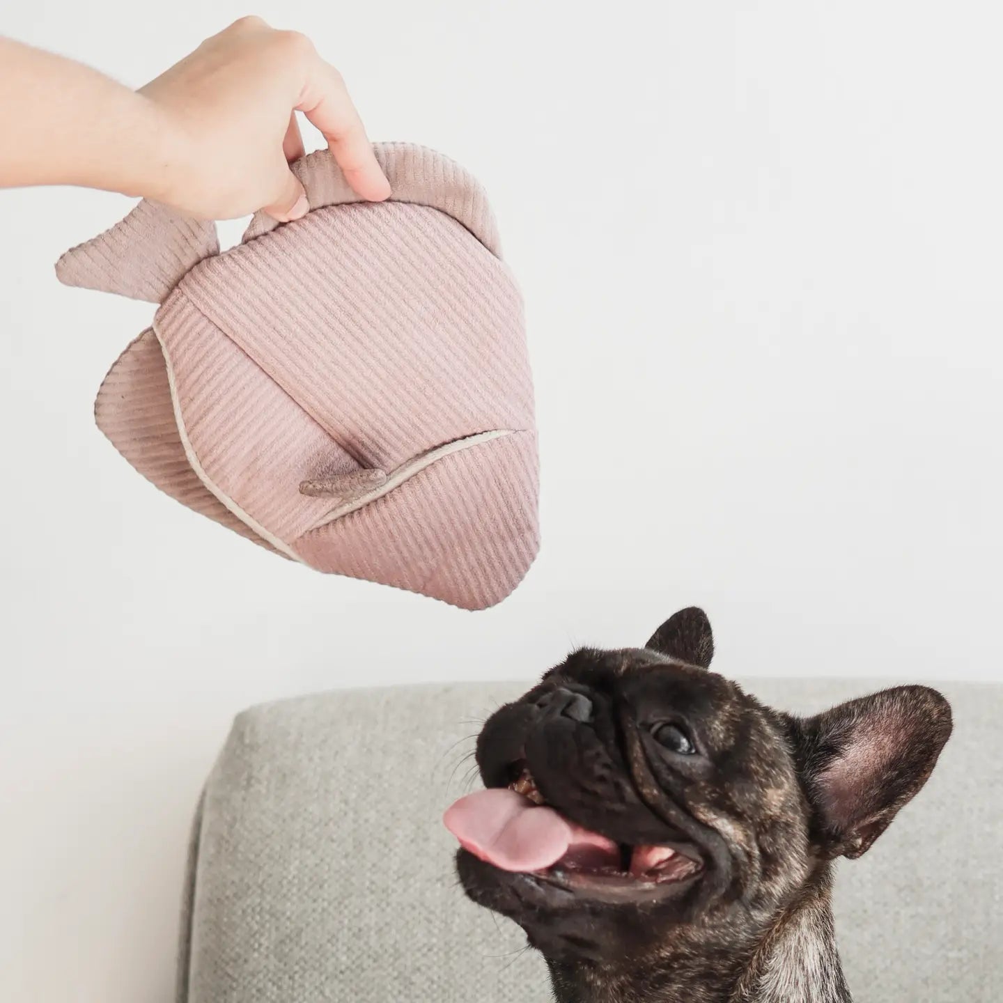 Jouet en peluche de fouille pour chien – Poisson Angel Fish 🐟 - LAMBWOLF - DOG DéliCAT