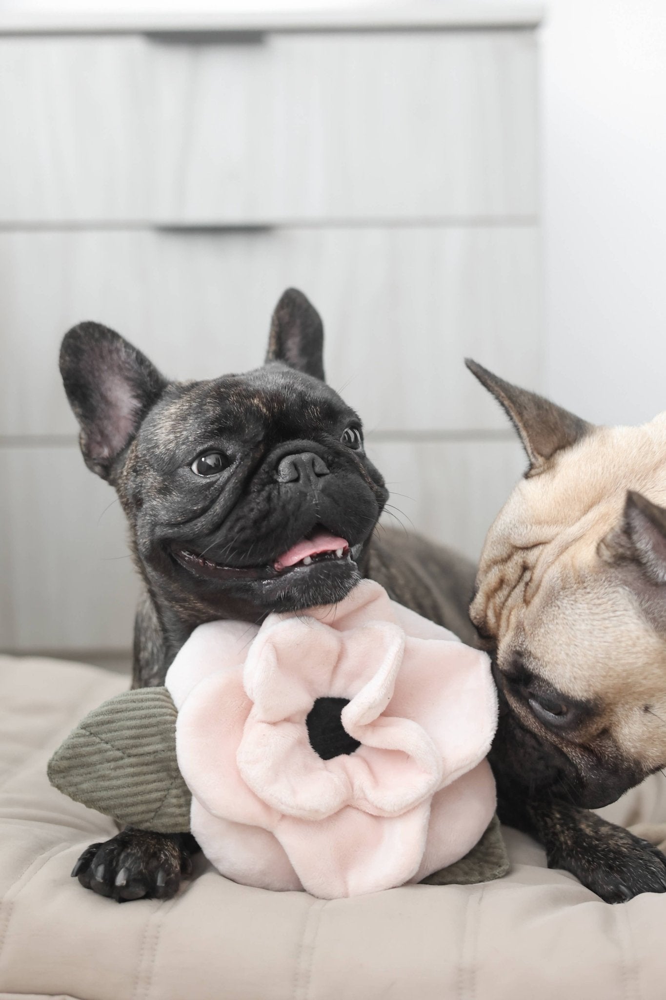 Jouet en peluche de fouille pour chien – POPPY Coquelicot 🌺 - LAMBWOLF - DOG DéliCAT