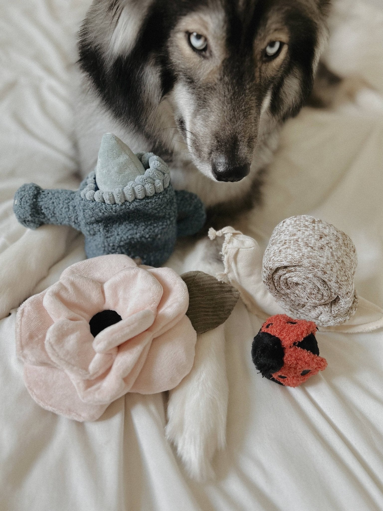 Jouet en peluche de fouille pour chien – POPPY Coquelicot 🌺 - LAMBWOLF - DOG DéliCAT
