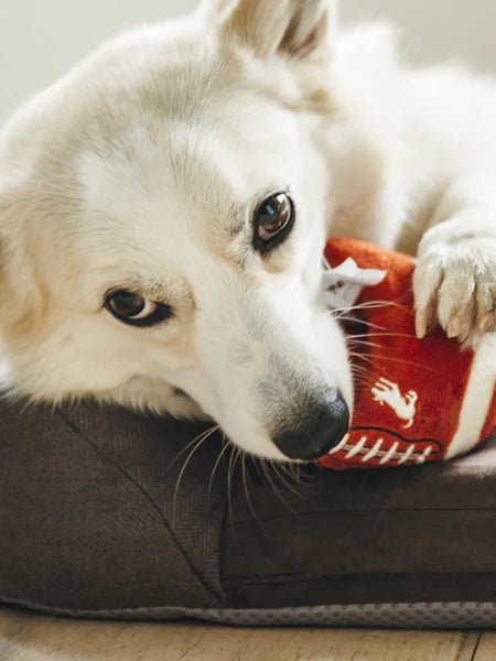 Jouet en peluche pour chien - Ballon de Football Américain 🏈 - PET PLAY - DOG DéliCAT