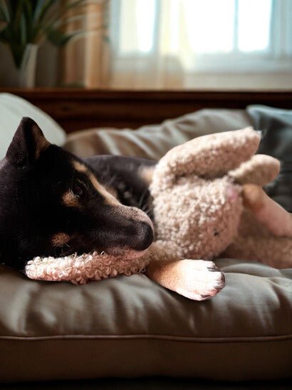 Jouet en peluche pour chien Honey Bunny – Fringe - FRINGE STUDIO - DOG DéliCAT