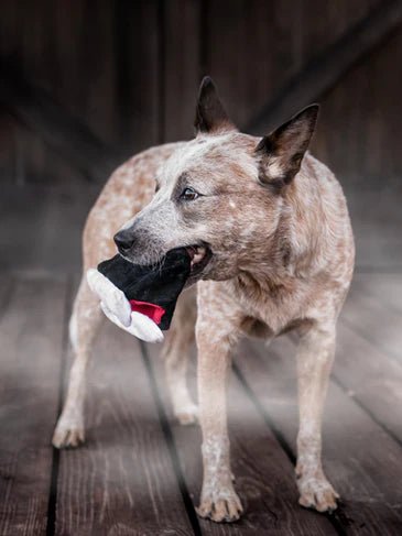 Jouet en peluche pour chien - Howling Haunts - Dents de Dracula – Pet PLAY – DOG DéliCAT