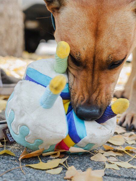 Jouet en peluche pour chien - Party Time - Gâteau d'anniversaire - PET PLAY - DOG DéliCAT
