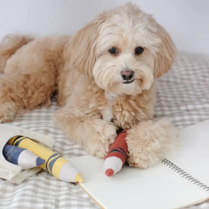Jouet interactif pour chien boîte de crayons Lambwolf – Lambwolf Collective – DOG DéliCAT