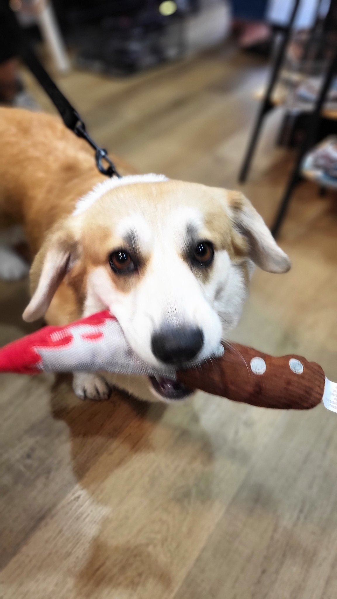 Jouet peluche couteau Halloween 🔪 pour chien – Howling Haunts - PET PLAY - DOG DéliCAT