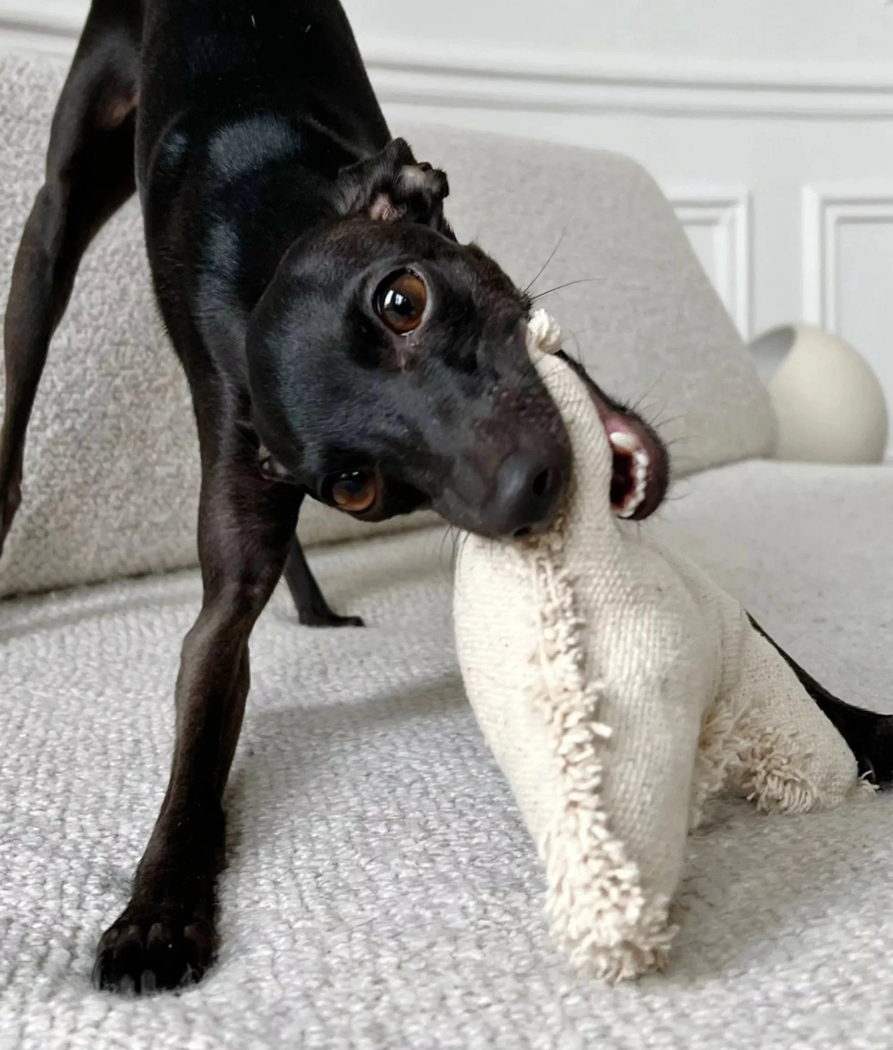 Jouet pour chien en coton bio Fleky - Os blanc par Cafide - CAFIDE - DOG DéliCAT