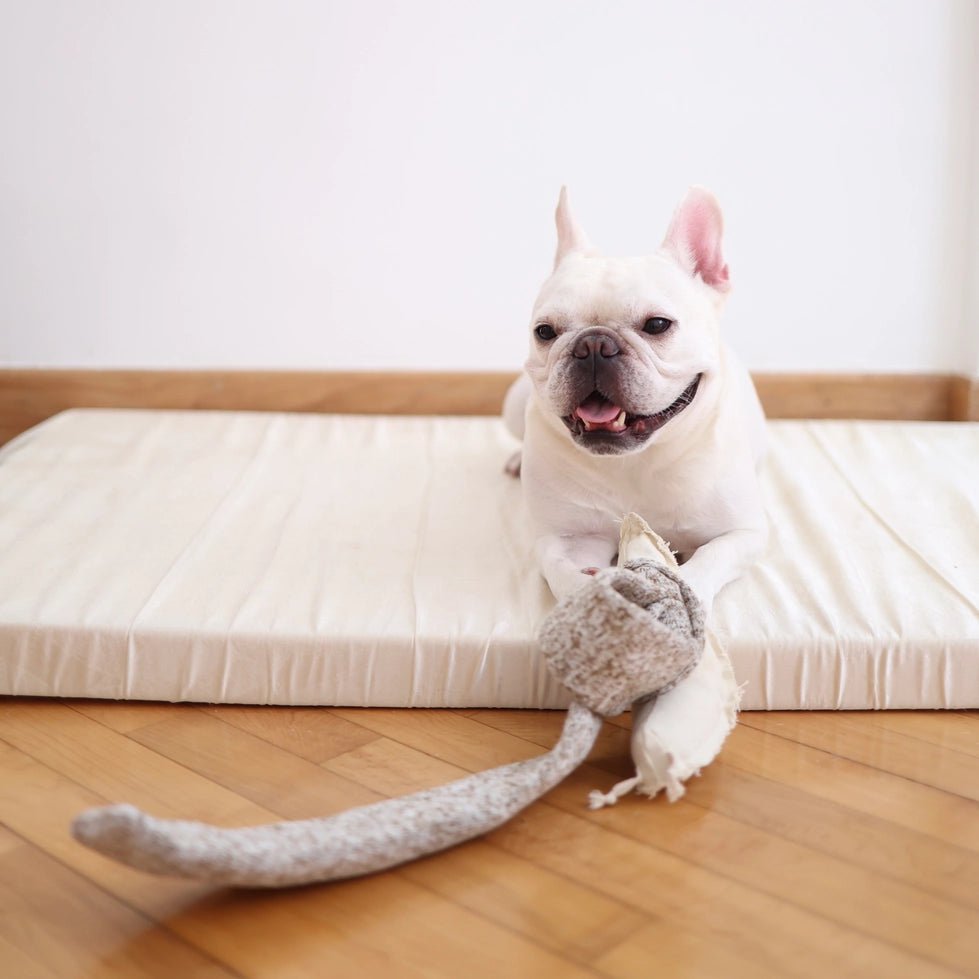 Jouet pour chien - Escargot de fouille 🐌 - LAMBWOLF - DOG DéliCAT