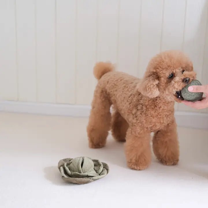Jouet pour chien - Peluche de fouille + Pop Choux 🐾 - LAMBWOLF - DOG DéliCAT