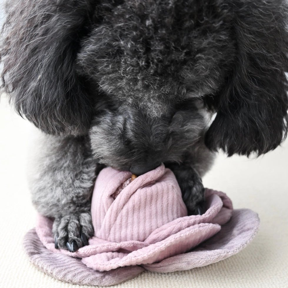 Jouet pour chien - Peluche de fouille + Pop Choux 🐾 - LAMBWOLF - DOG DéliCAT