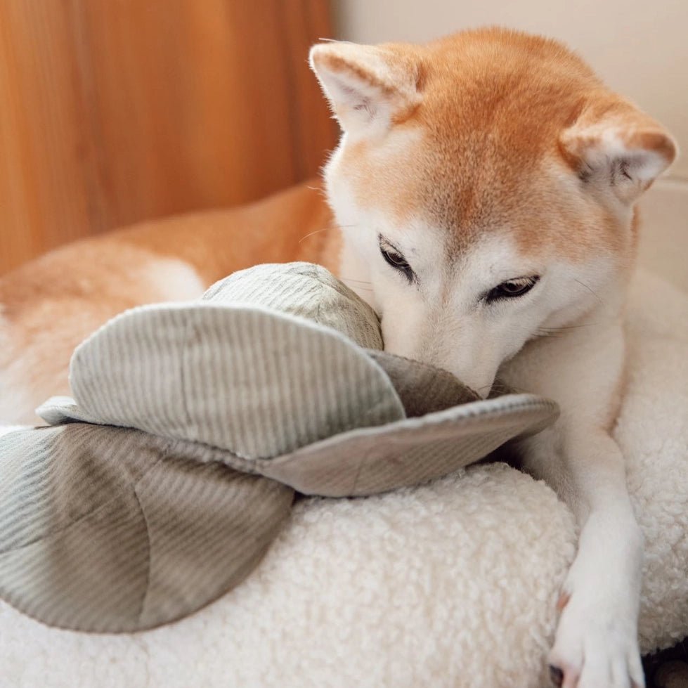 Jouet pour chien - Peluche de fouille + Pop Choux 🐾 - LAMBWOLF - DOG DéliCAT