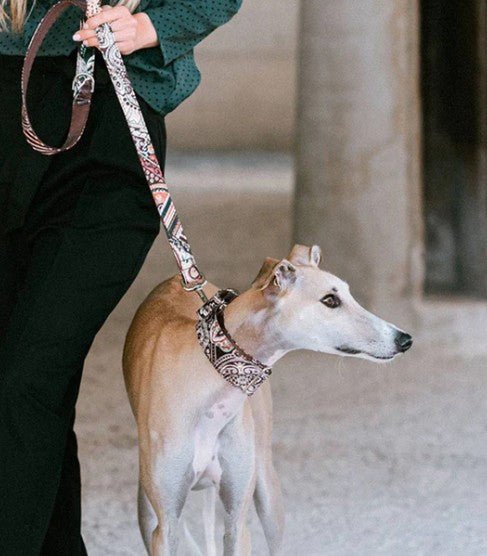 Laisse Canalda pour chien - Classique ou multipositions - BROTT - DOG DéliCAT