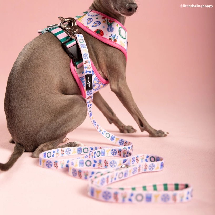 Laisse pour chien dolce vita Lucy & Co. – Lucy & Co. – DOG DéliCAT