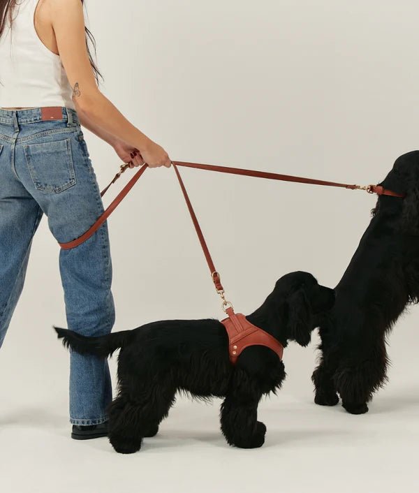 Laisse pour Chien en Cuir Vegan Marron Camel – Jala - CAFIDE - DOG DéliCAT