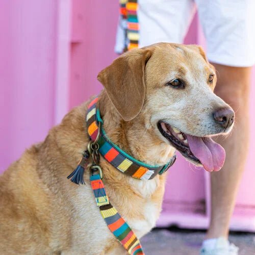 Laisse pour chien Mr & Mrs Smith - Design Coloré et Durable - DOG WITH A MISSION - DOG DéliCAT