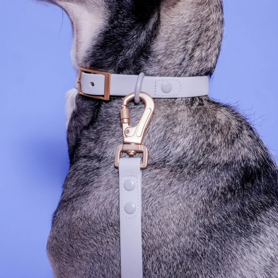 Collier pour chien imperméable PVC gris perle Cancer Arizona Hotdogs DOG DÉLICAT