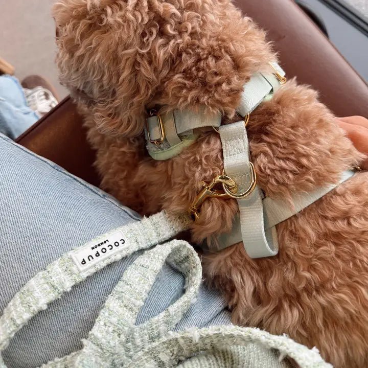 Laisse pour chien – Tweed Texturé Matcha - COCOPUP LONDON - DOG DéliCAT