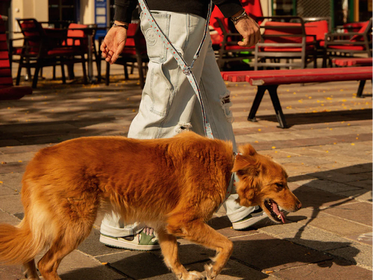 Image d'un maître marchant avec style, portant la laisse 4 positions Bandit x Clara. La laisse, modulée selon les besoins, offre une esthétique moderne et une totale liberté de mouvement pour le chien.