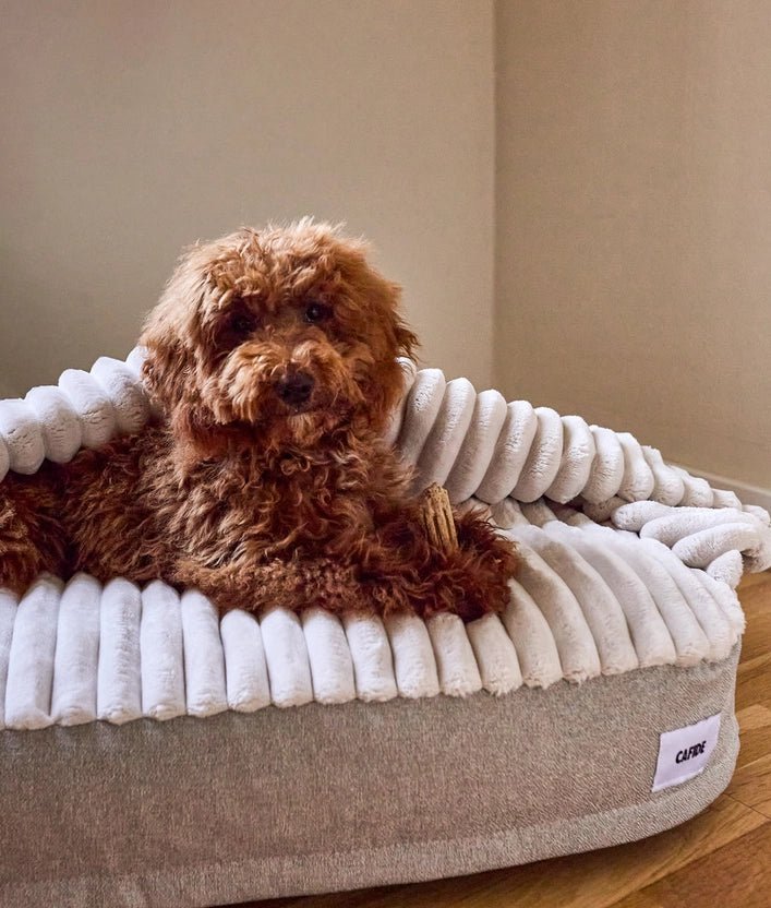 Lit pour chien à capuche en chenille beige, Maso - CAFIDE - DOG DéliCAT