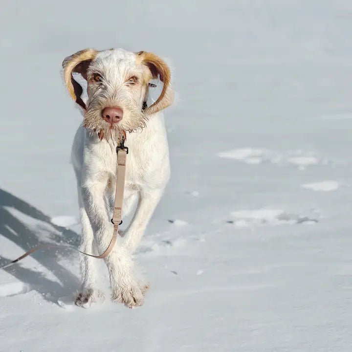 Longe pour Chien imperméable de 6 mètres NOMAD - LAMBWOLF - DOG DéliCAT