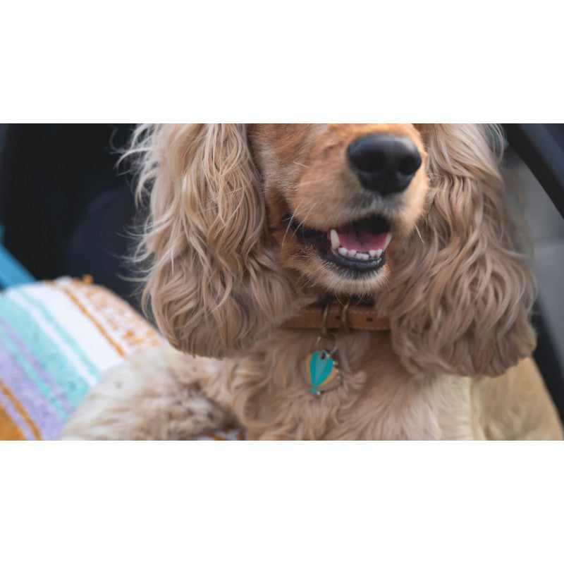 Médaille Chien à graver motif Coquillage de Mexie chez DOG DéliCAT