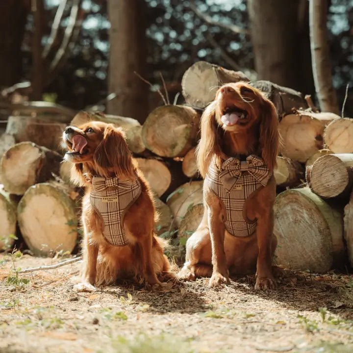 Nœud papillon Pup Plaid – chic & facile à attacher - COCOPUP LONDON - DOG DéliCAT