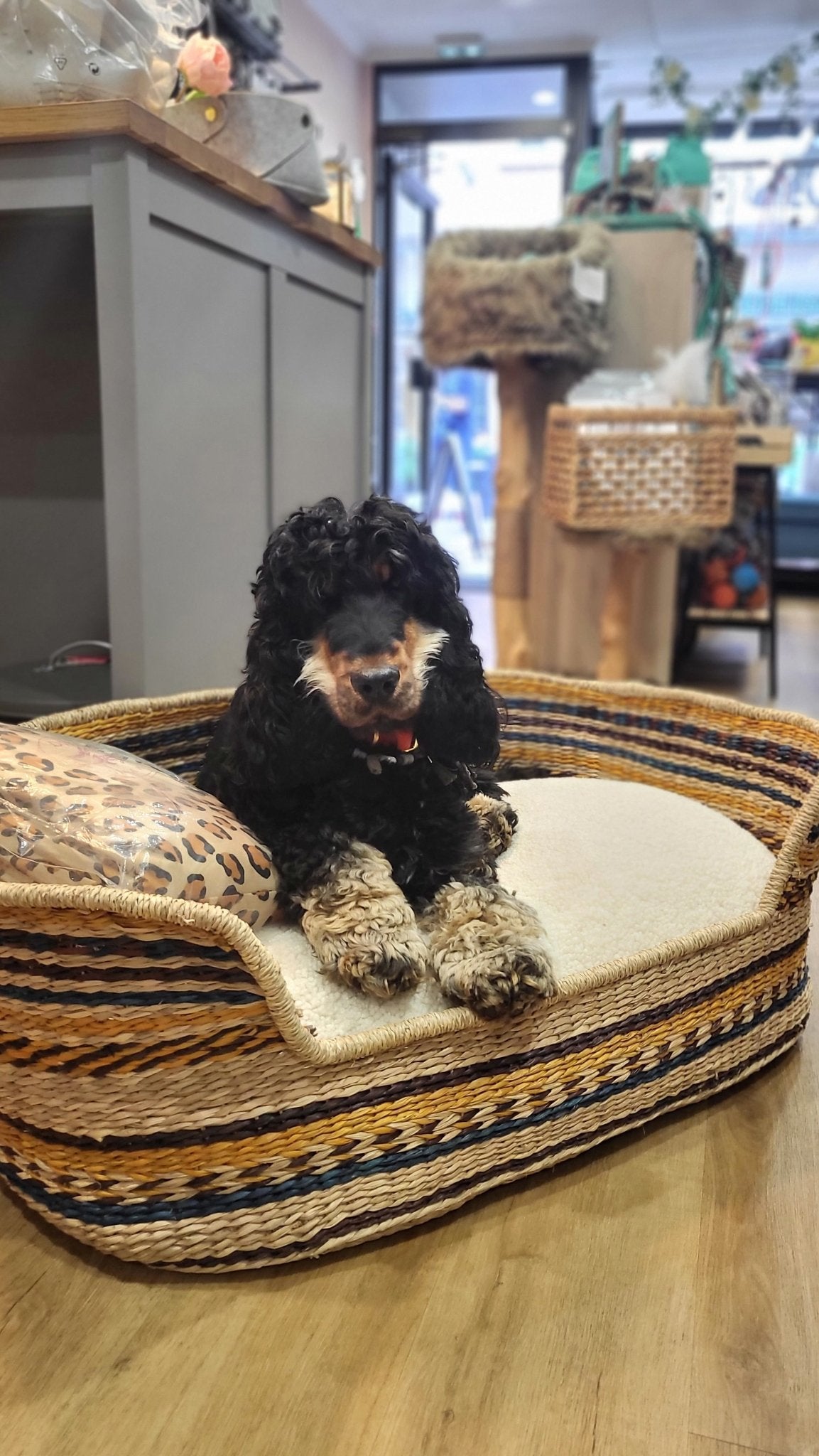 Panier pour Chien RIO - DOG WITH A MISSION - DOG DéliCAT