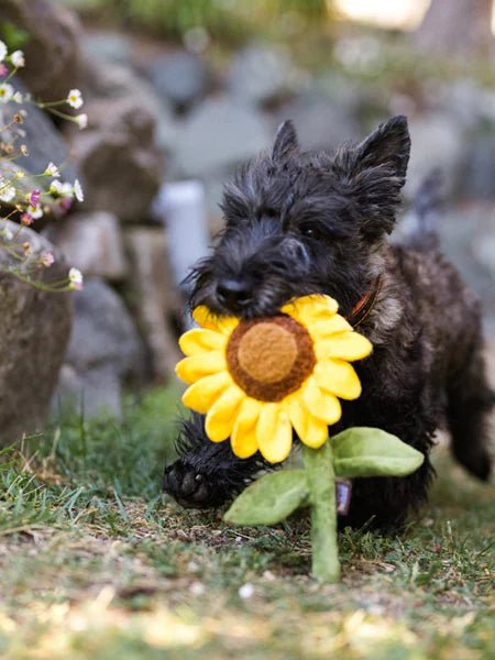 Peluche pour chien Blooming Buddies 🌻 Tournesol - PET PLAY - DOG DéliCAT