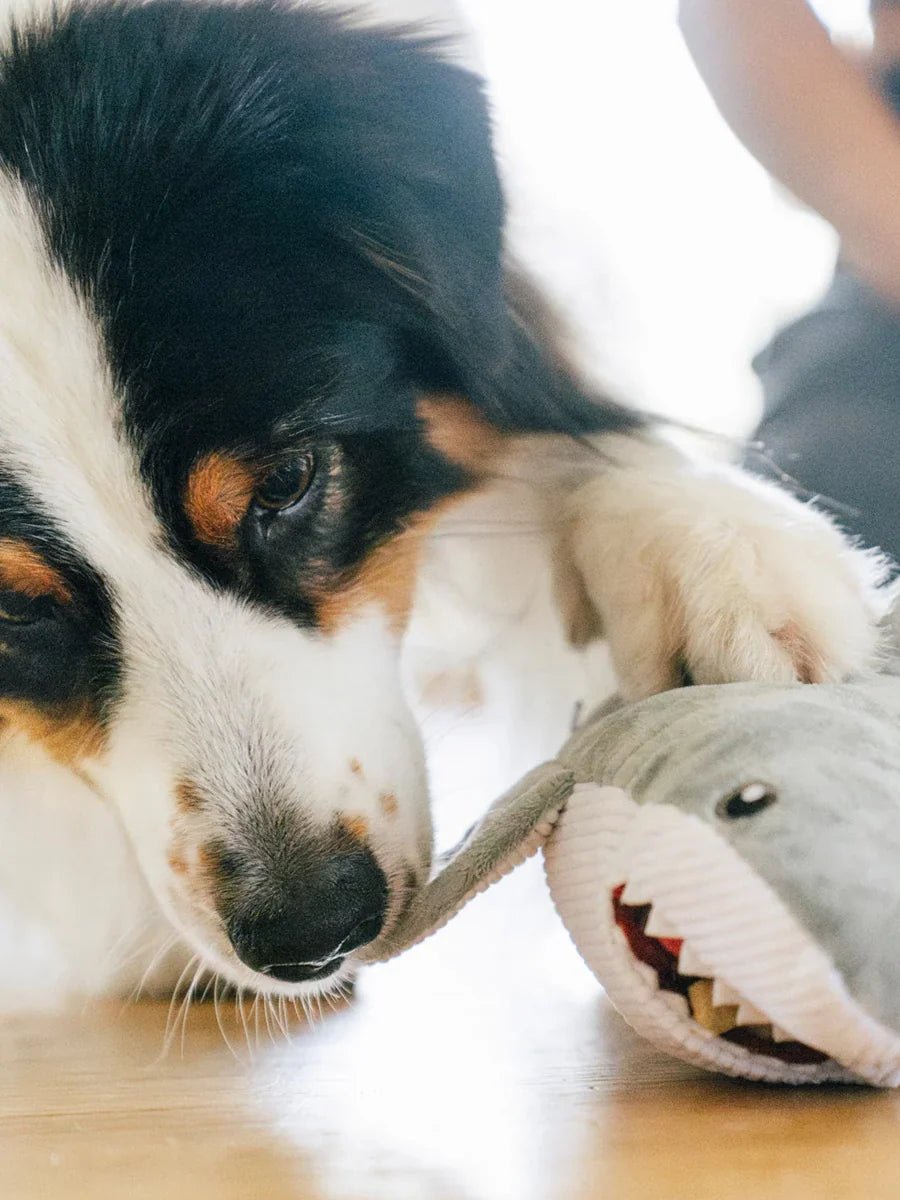 Peluche pour chien Requin Blanc Ocean Buddies – Pet PLAY – DOG DéliCAT