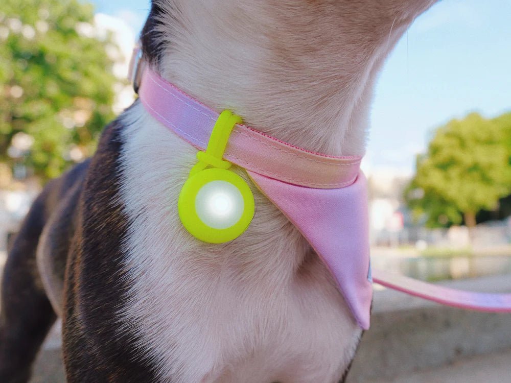 Pendentif Lumineux pour balade nocturne du chien - BANDIT - DOG DéliCAT