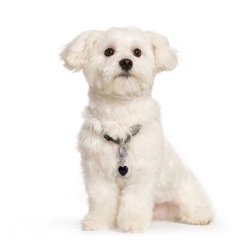 Pendentif protection chien & chat – Obsidienne noire - CRYSTAL PET LOVE - DOG DéliCAT