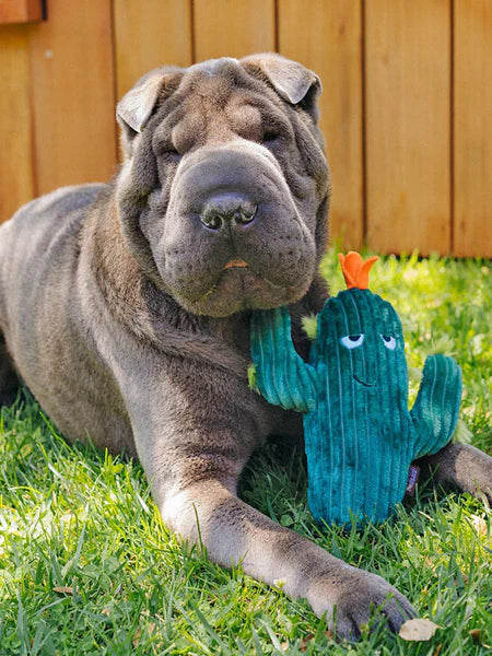 Peluche pour chien Blooming Buddies Cactus Pet Play – Pet Play – DOG DéliCAT