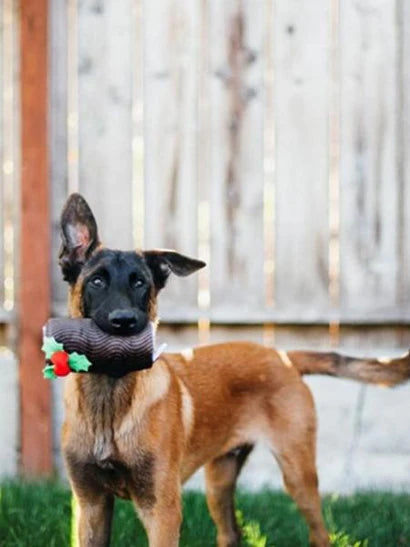Jouet de fouille pour chien bûche de Noël Holiday Classic