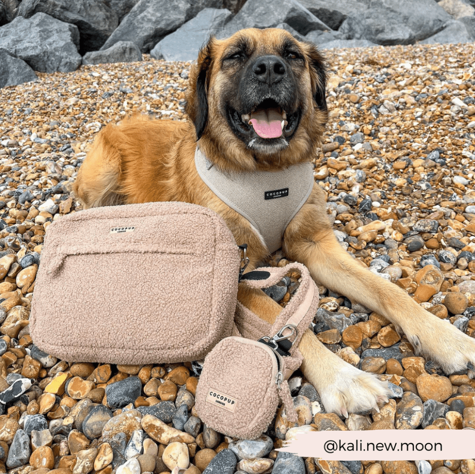 Pochette friandises chien Teddy Rupert – chic & pratique - COCOPUP LONDON - DOG DéliCAT